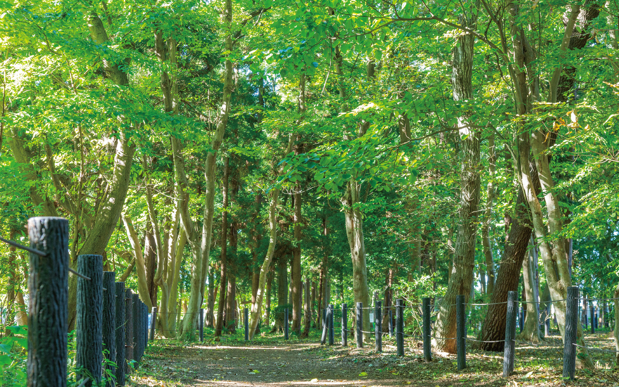 古淵鵜野森公園