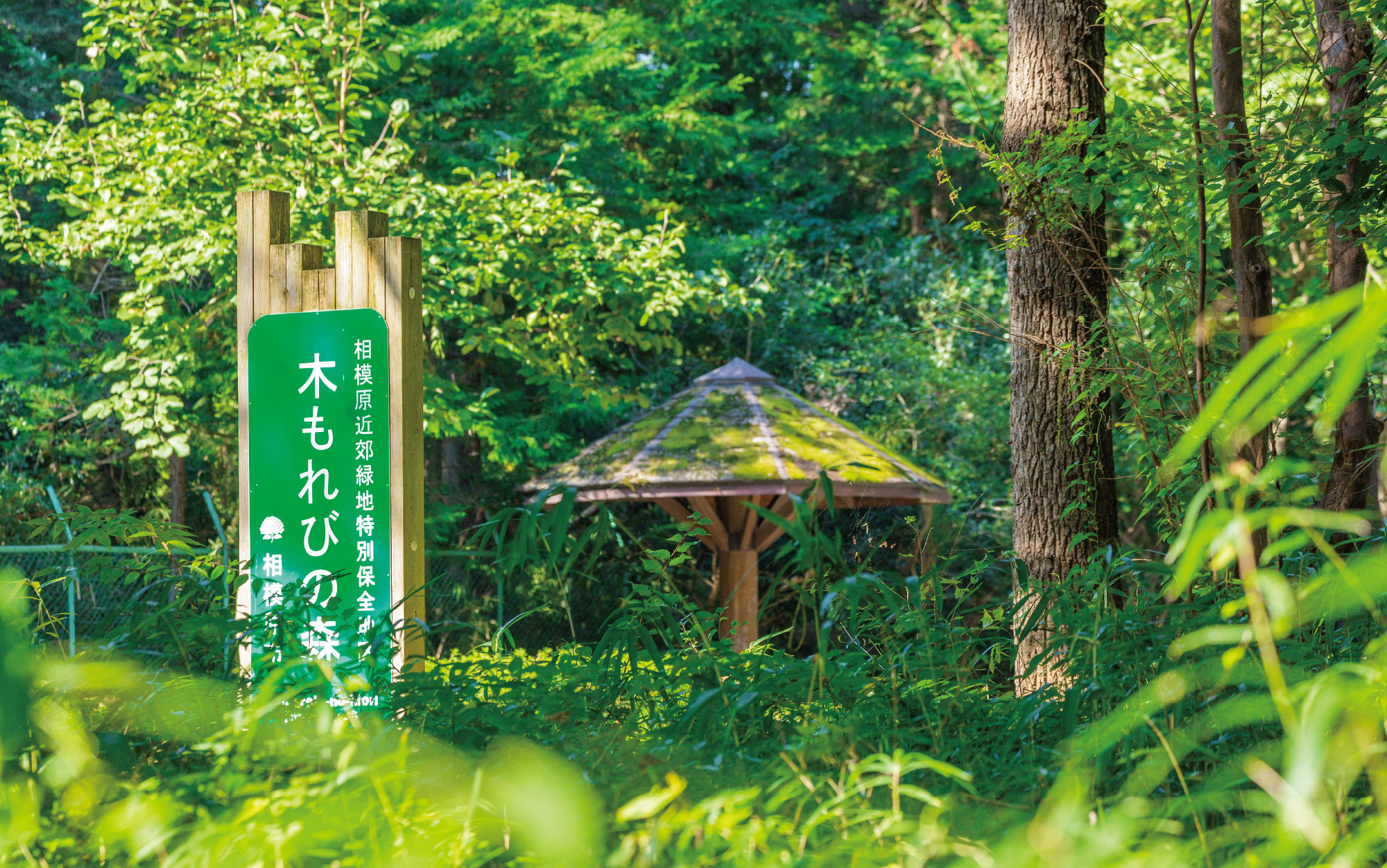 相模原中央緑地（木もれびの森）